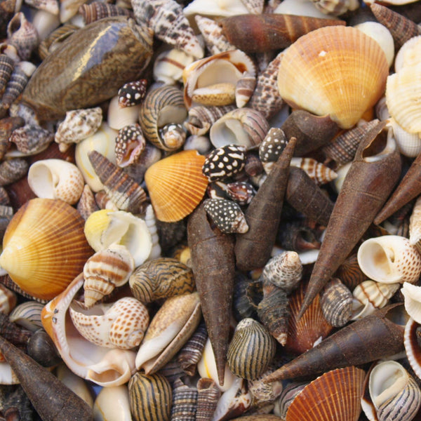 Cream Beige White and Tan Seashell Mix - 1 Kg